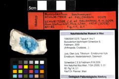 Foto (Objekt + Etiketten) von Bucculentum bachmayeri (Schweitzer & Feldmann, 2009) 